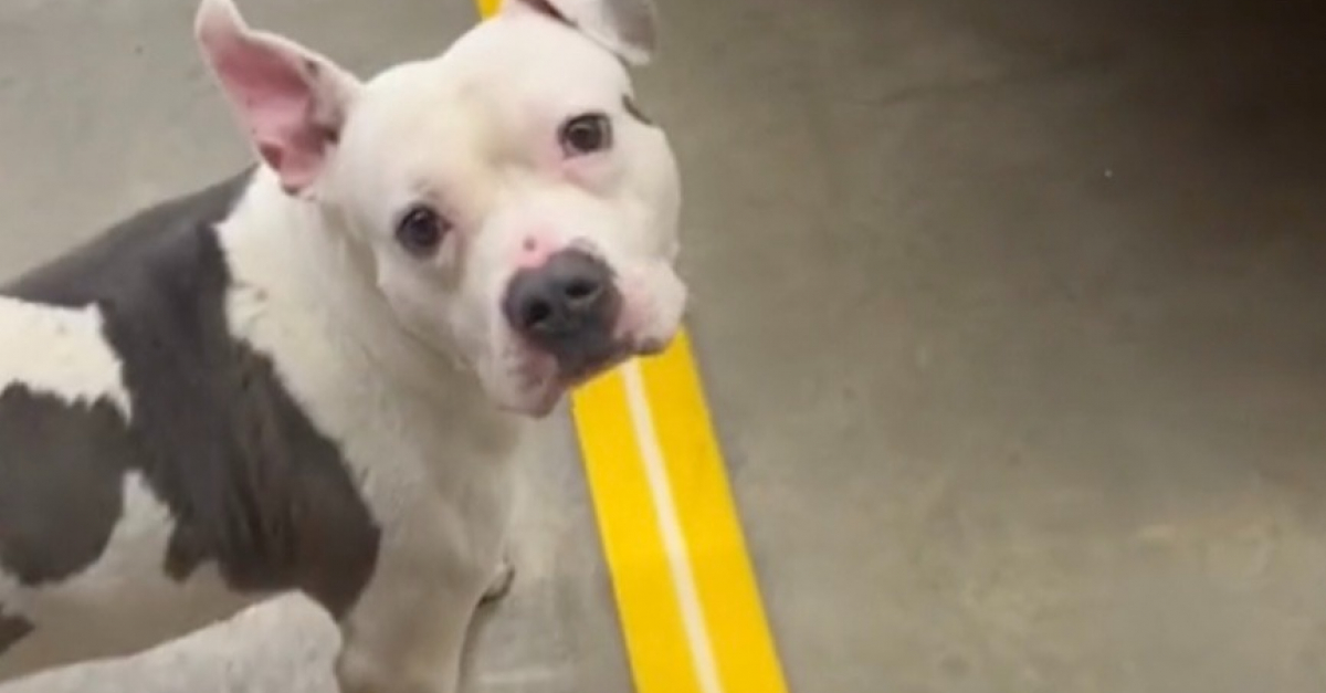 Incroyable Vid O Un Pitbull Abandonn D Couvre Amour Et Refuge Dans