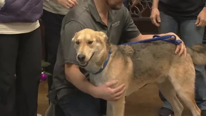 CHOC Ce chien retrouvé à des milliers de kilomètres de chez lui après