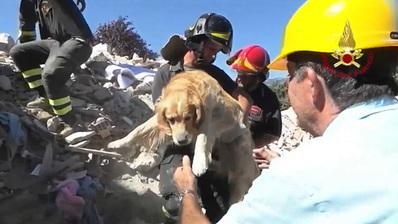 Incroyable Un Chien Miracul Retrouv Au Milieu Des D Combres Lors D