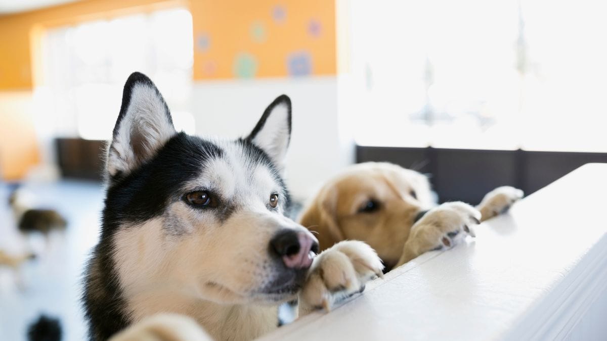 Gardez votre chien en sécurité pendant que vous profitez du marché de