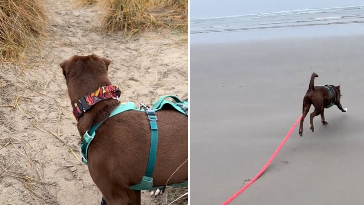 Emotions intenses la réaction émouvante de ce chien en découvrant la