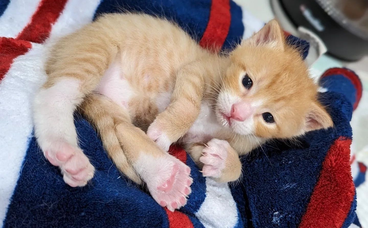 Polydactyle Et Abandonn Ce Chaton Trouve Une Famille Aimante Et Se