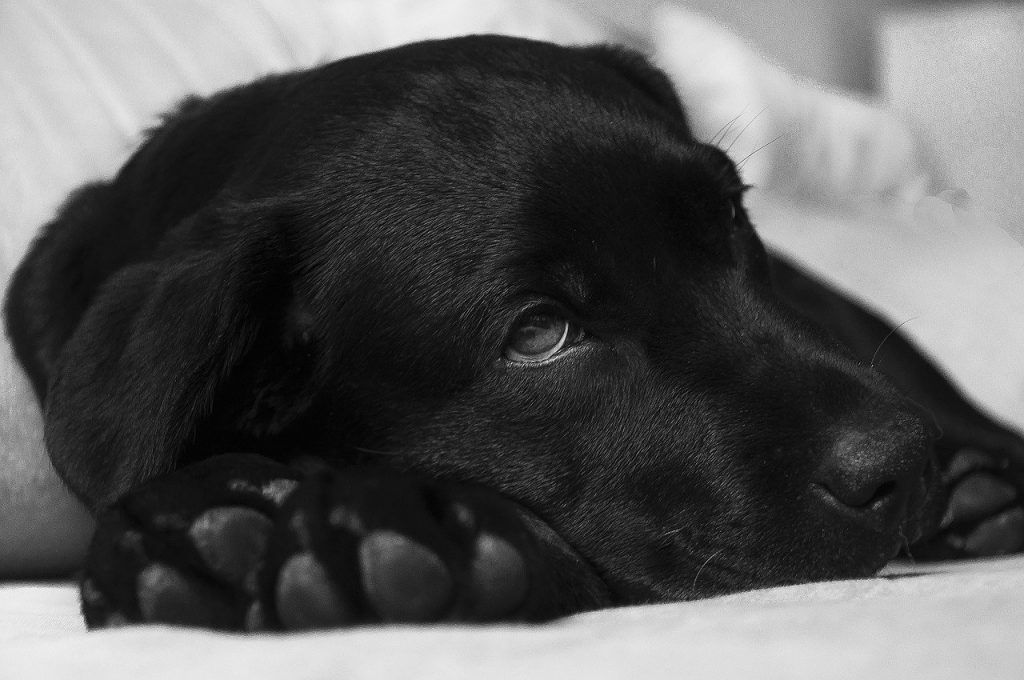 Maladie d’Addison chez le chien – Causes, conséquences et traitements