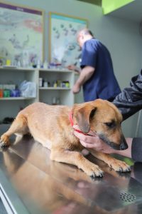 Maladie de Lyme chez le chien &#8211; Causes, conséquences et traitements