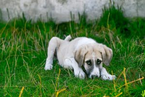Maladie de Cushing chez les chiens &#8211; Causes, traitements et conséquences