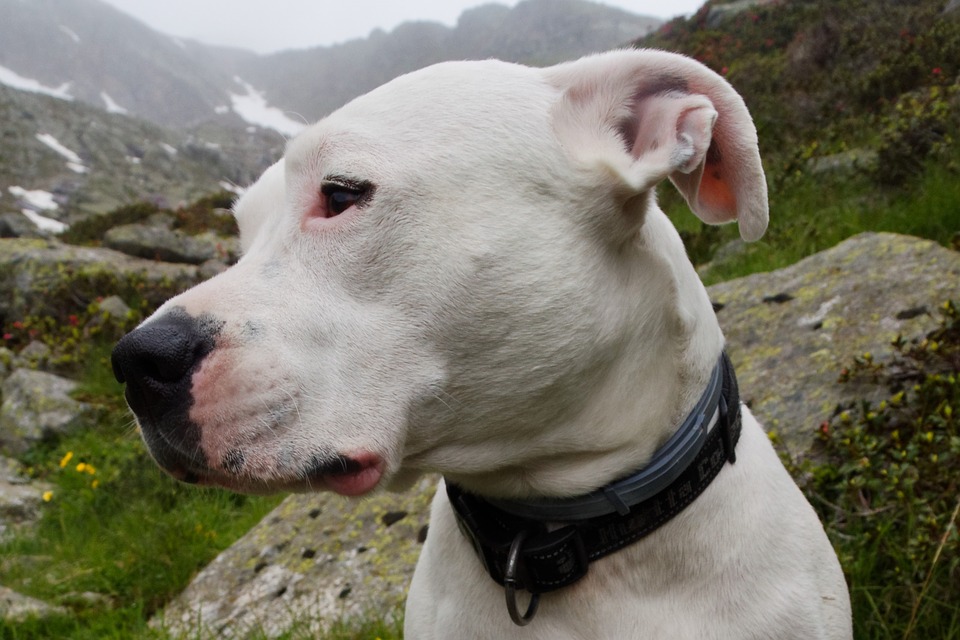 Un chien terrifié par les feux d’artifice trouve refuge inespéré