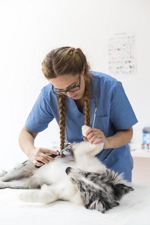 Maladie d’Aujeszky chez le chien – Causes, conséquences et traitements