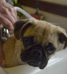 Toilettage Canin &#8211; 6 conseils pour réussir la toilette de votre chien