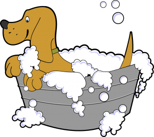 Toilettage Canin &#8211; 6 conseils pour réussir la toilette de votre chien