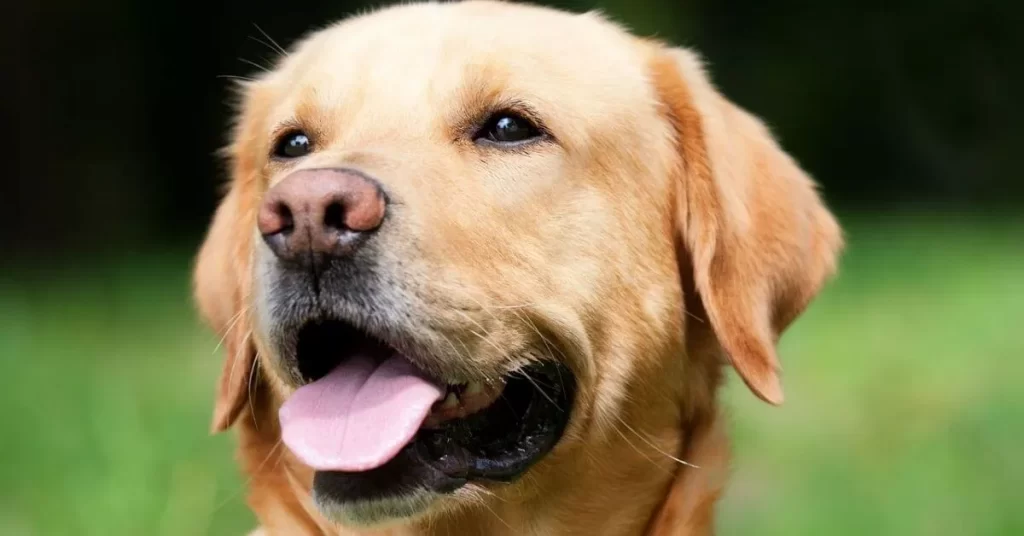 Assurance pour chien – Comment la choisir ? Combien ça coûte ? On vous dit tout !