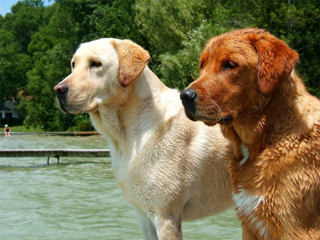 Chat perdu sur une île survit seul et révèle son instinct sauvage