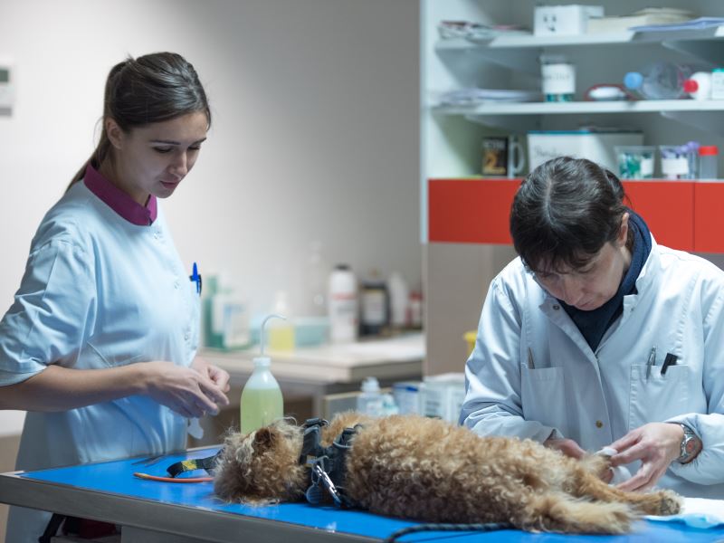 Annuaire des cabinets vétérinaires à Chilly-Mazarin – Meilleurs médecins pour votre animal de compagnie