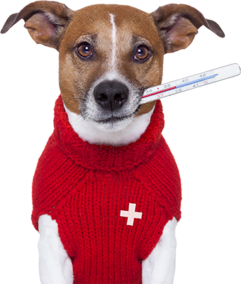 Annuaire des cabinets vétérinaires à La Garde – Meilleurs docteurs pour votre animal
