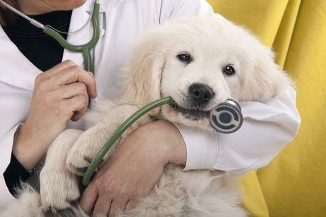 Annuaire des cabinets vétérinaires à Pontarlier – Meilleurs médecins pour votre chien