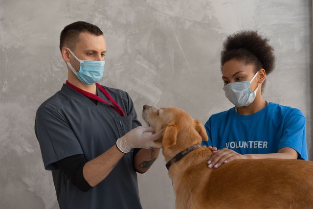 Annuaire des cabinets vétérinaires à Raismes – Meilleurs docteurs pour votre animal de compagnie
