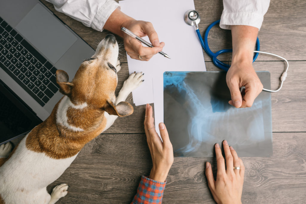 Annuaire des cabinets vétérinaires à Vertou – Meilleurs docteurs pour votre chien