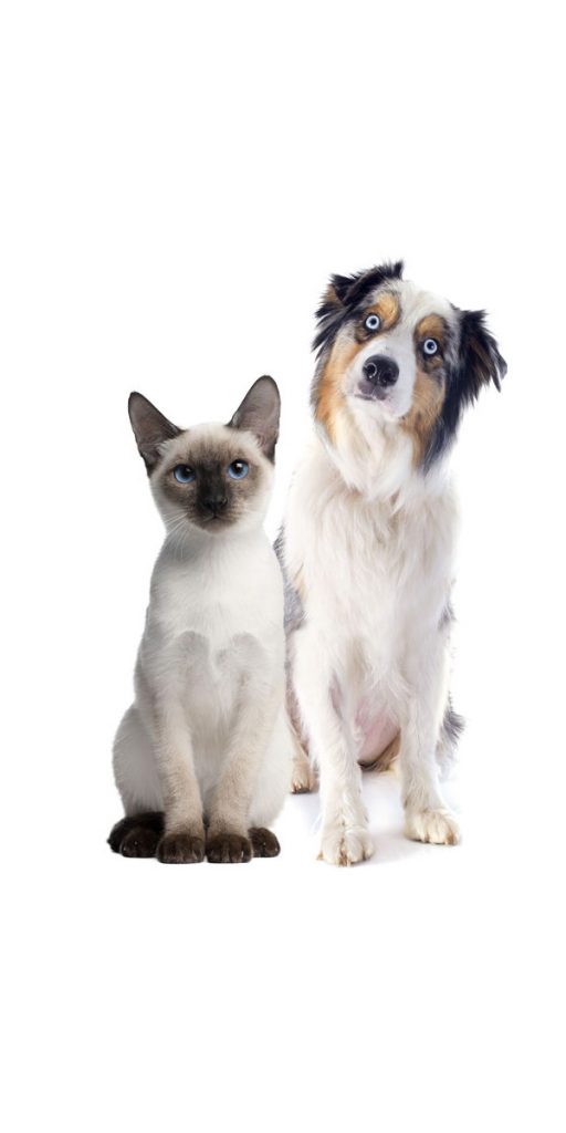 Annuaire des cliniques vétérinaires à Annemasse – Meilleurs médecins pour votre animal