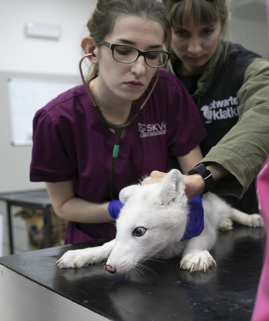 Annuaire des vétérinaires à Maisons-Laffitte – Meilleurs docteurs pour votre animal