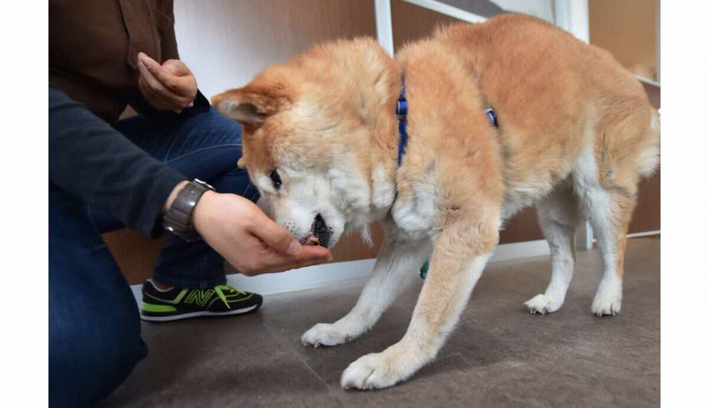 Offrez à votre chiot ou chaton un départ idéal avec Royal Canin