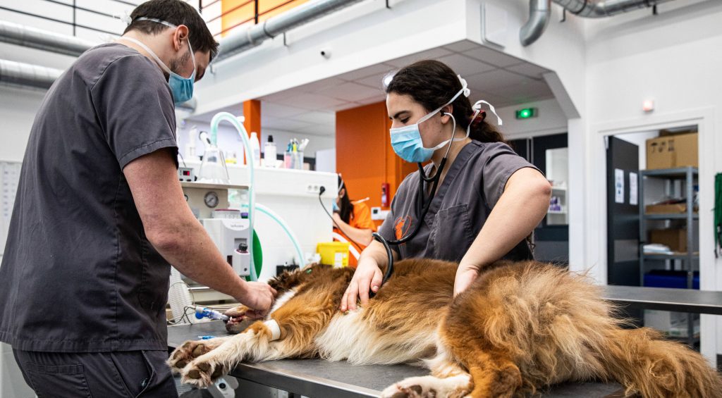 Classement des bons Docteurs Vétérinaires à La Riche – Indre-et-Loire