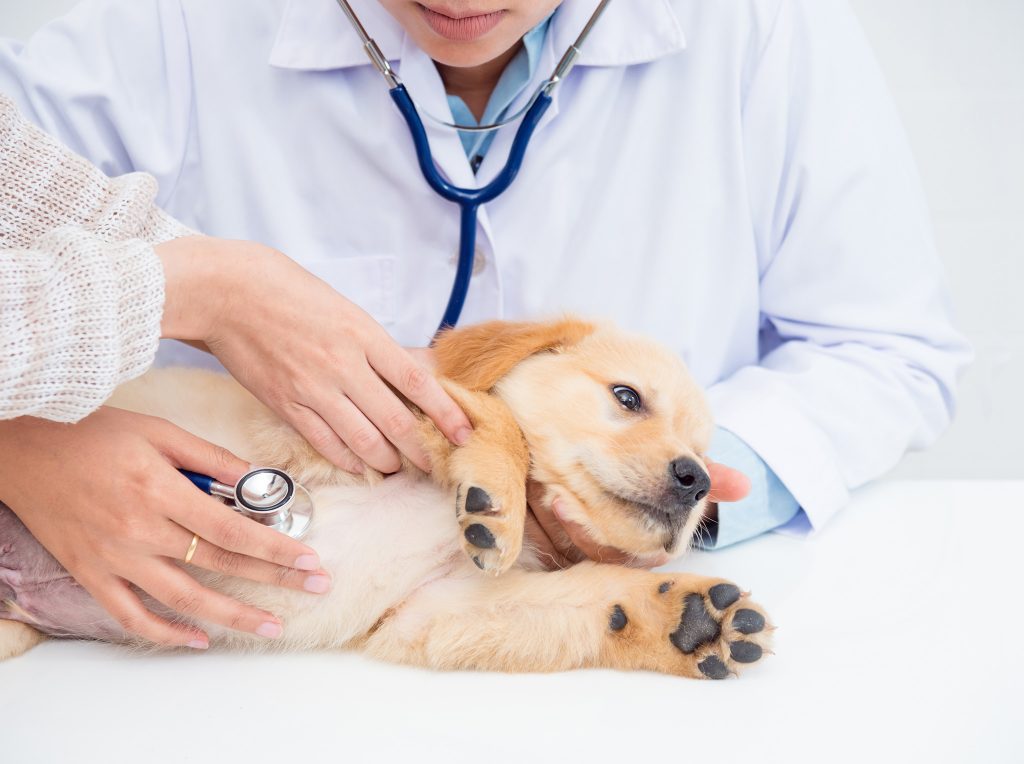 Classement des cliniques vétérinaires à Montmagny – Meilleurs docteurs pour votre chien
