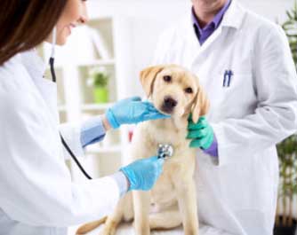 Classement des vétérinaires à Meyzieu – Meilleurs médecins pour votre chien