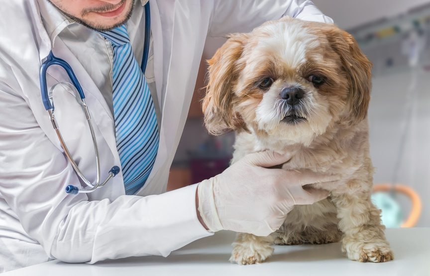 Survivant de l’élevage intensif, ce Goldendoodle défie les maladies