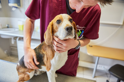 Classement des vétérinaires à Saint-André-lez-Lille – Meilleurs docteurs pour votre animal