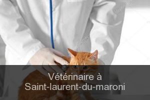 Cliniques vétérinaires à Saint-Laurent-du-Maroni – Registre des meilleurs professionnels