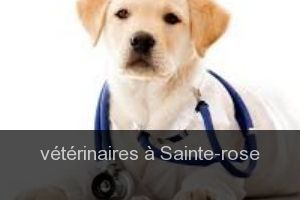 Cliniques vétérinaires à Sainte-Rose – Annuaire des plus professionnels