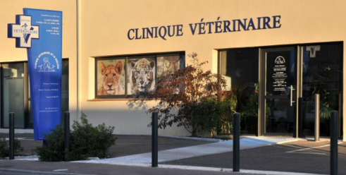 Une chienne sauvée du refuge découvre la douceur d’un vrai foyer