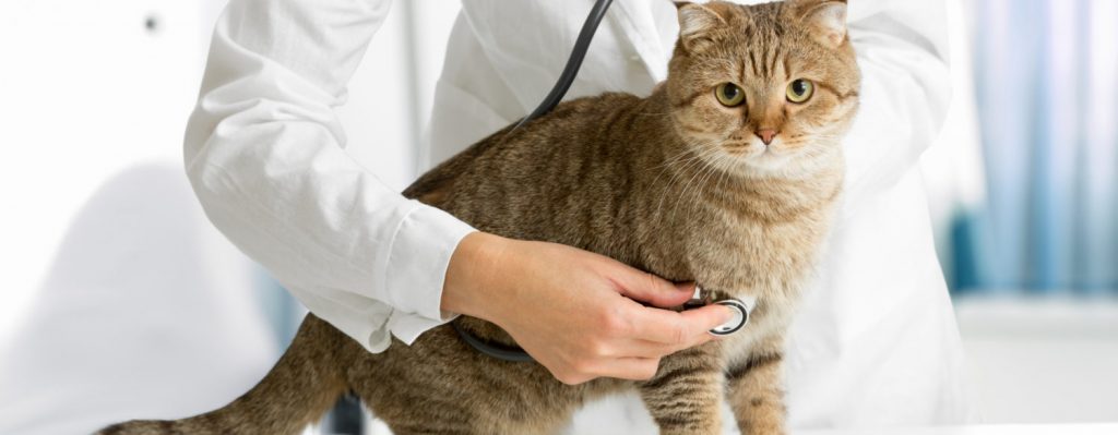 Comment choisir les bons Docteurs Vétérinaires à Aubenas ?