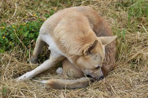 Comment mon chien a t-il attrapé des puces ?