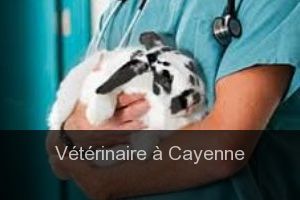 Découvrez les meilleurs vétérinaires à Cayenne – Guyane