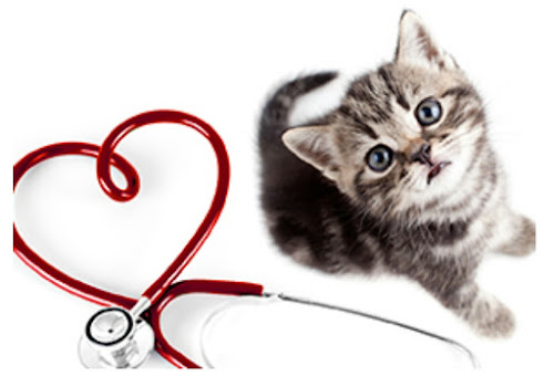 Docteurs vétérinaires à Antony – Top 10 des plus professionnels