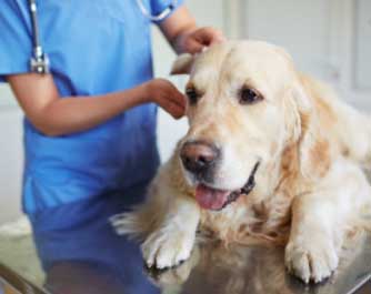 Docteurs vétérinaires à Cernay – Top 10 des plus professionnels