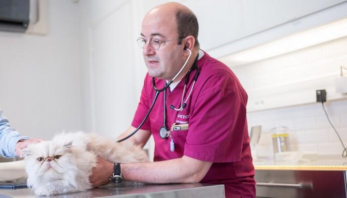 Docteurs vétérinaires à Le Perreux-sur-Marne – Palmarès des plus professionnels