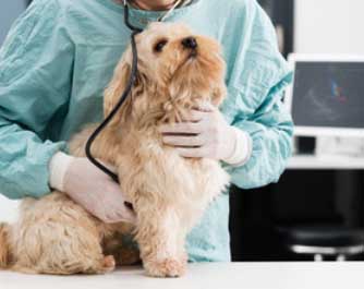 Docteurs vétérinaires à Montmorency – Classement des plus professionnels