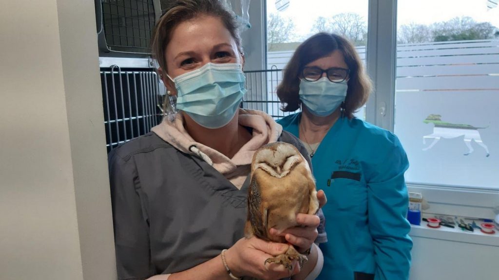 Les meilleurs Docteurs Vétérinaires à Noeux-les-Mines – Pas-de-Calais