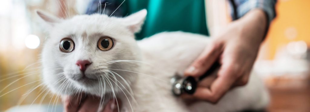 Listing des cabinets vétérinaires à Carpentras – Meilleurs médecins pour votre animal de compagnie