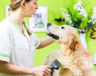 Listing des cabinets vétérinaires à etang-Salé – Meilleurs médecins pour votre animal de compagnie