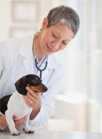Listing des cabinets vétérinaires à Port – Meilleurs docteurs pour votre chien