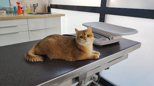 Listing des cliniques vétérinaires à Ifs – Meilleurs docteurs pour votre chat