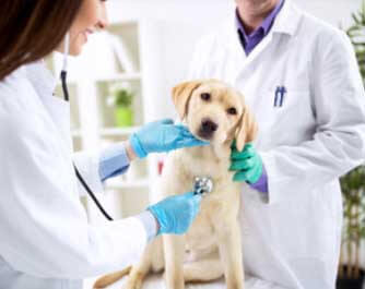 Listing des cliniques vétérinaires à Marly – Meilleurs médecins pour votre animal de compagnie