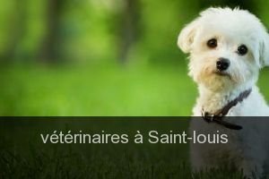 Listing des cliniques vétérinaires à Saint-Louis – Meilleurs docteurs pour votre animal de compagnie