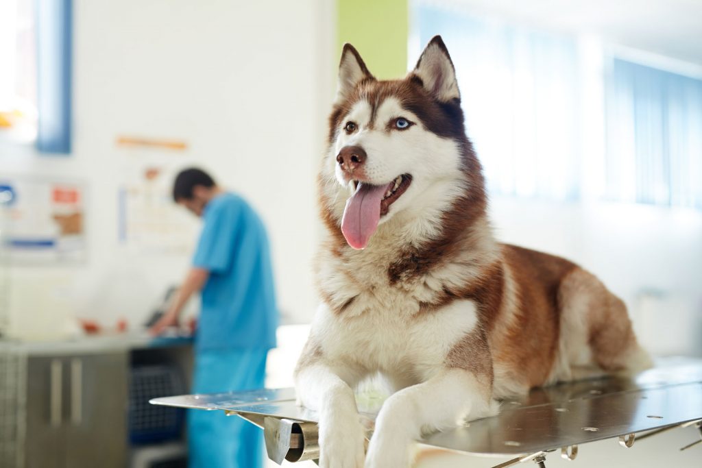 Listing des cliniques vétérinaires à Vélizy-Villacoublay – Meilleurs docteurs pour votre chien