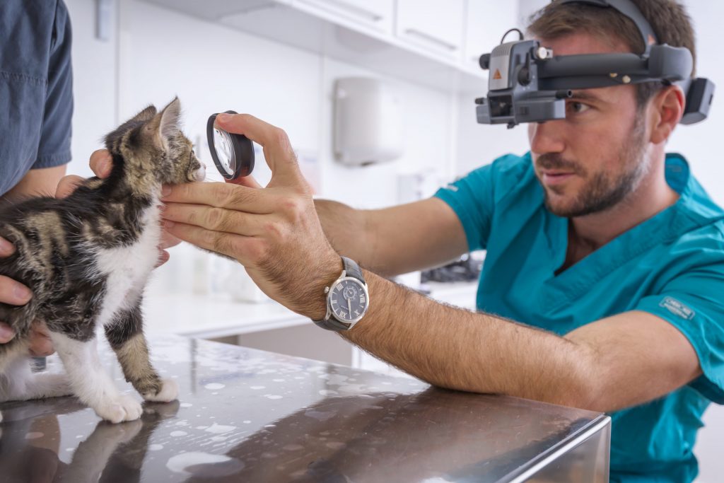 Un chat coincé dans un mur : sa découverte insolite en vidéo