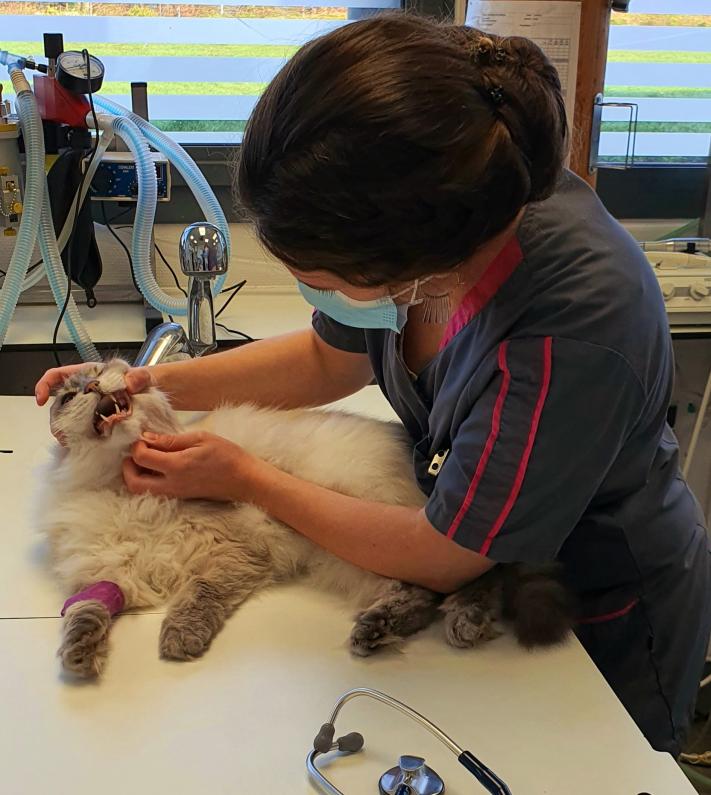 Palmarès des cabinets vétérinaires à Chartres – Meilleurs médecins pour votre animal