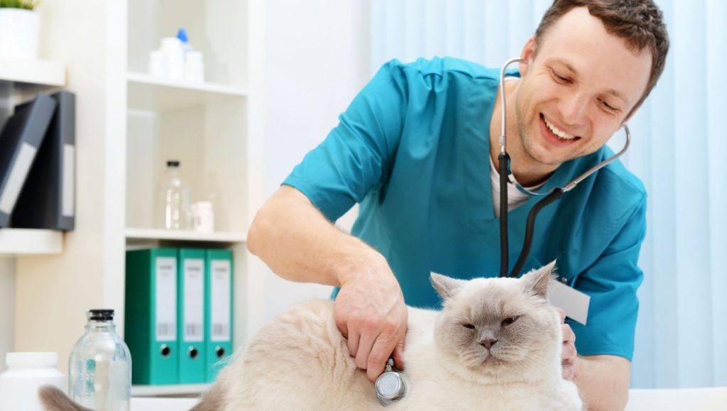 Palmarès des cabinets vétérinaires à Figeac – Meilleurs docteurs pour votre chat