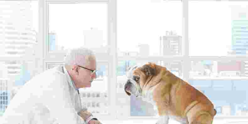 Palmarès des cabinets vétérinaires à Gisors – Meilleurs docteurs pour votre chien